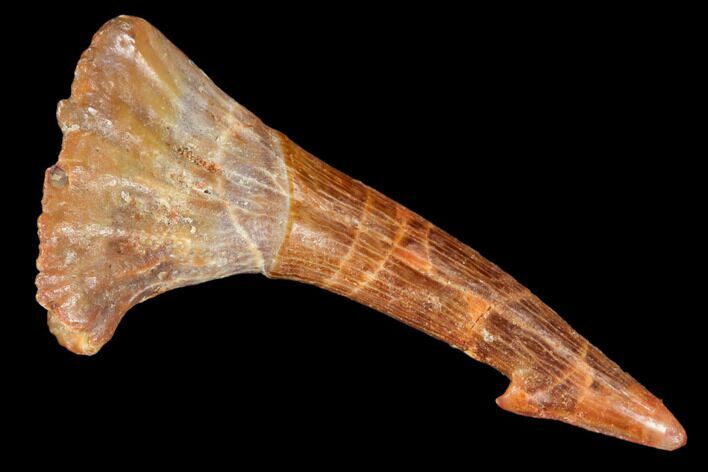 Fossil Sawfish (Onchopristis) Rostral Barb- Morocco #106436